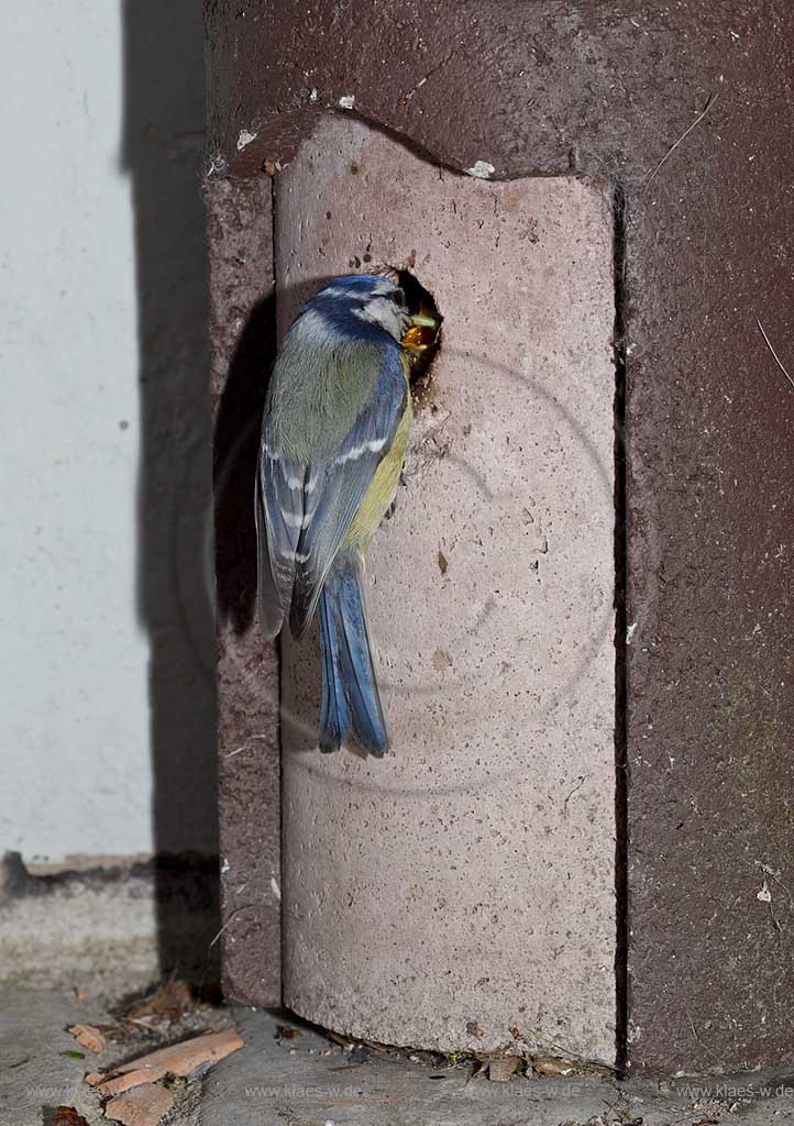 Blaumeise an Schwegler Nistkasten bei Fuetterung des Jungvogels, Uebergabe von Raupen und anderen Insekten in den geoeffneten Schnabel des Jungvogels; Blue tit, tomtit  at birdhouse squab feeding