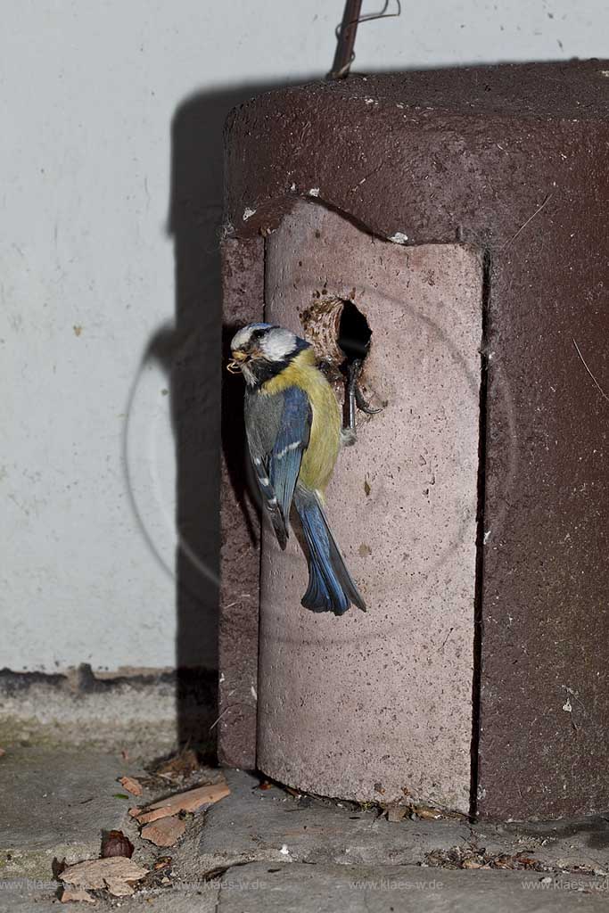 Blaumeise an Schwegler Nistkasten, Fuetterung mit Spinne als Beute in Schnabel; Blue tit, tomtit  at birdhouse with spide