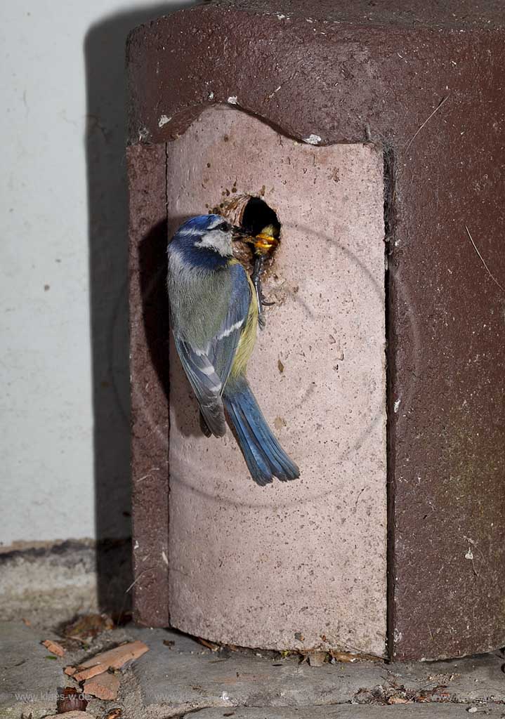 Blaumeise an Schwegler Nistkasten bei Fuetterung des Jungvogels, Uebergabe von Raupen und anderen Insekten in den geoeffneten Schnabel des Jungvogels; Blue tit, tomtit  at birdhouse squab feeding