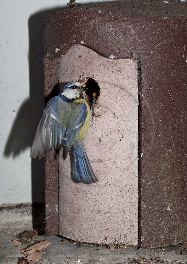 Blaumeise an Schwegler Nistkasten, Fuetterung, Raupe; Blue tit, tomtit  at birdhouse