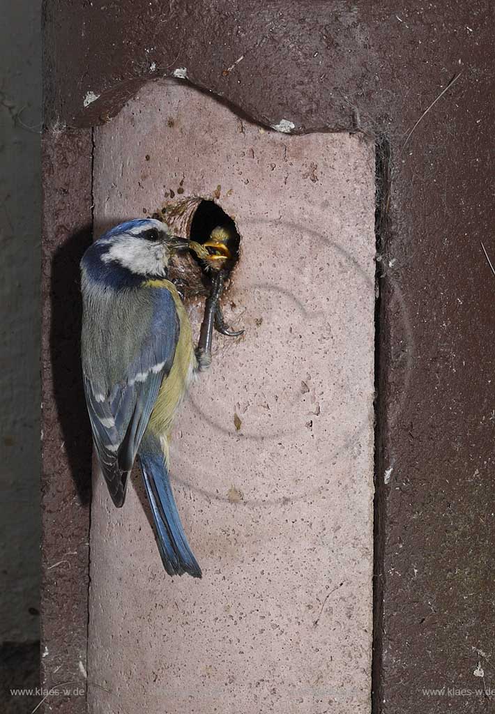 Blaumeise an Schwegler Nistkasten bei Fuetterung des Jungvogels, Uebergabe von Raupen und anderen Insekten in den geoeffneten Schnabel des Jungvogels; Blue tit, tomtit  at birdhouse squab feeding