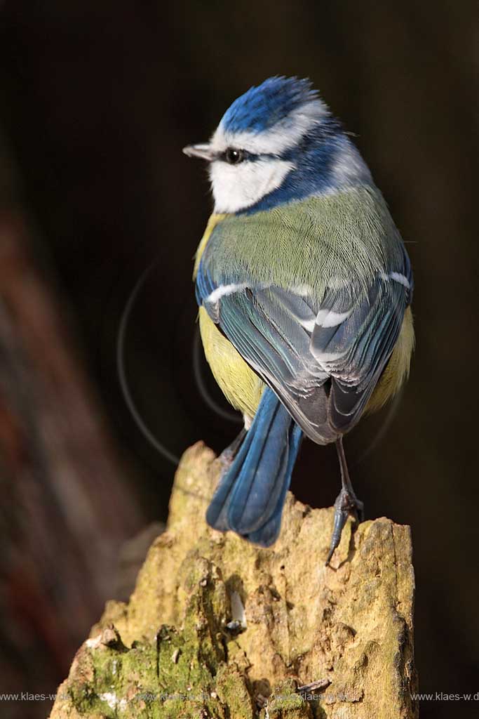 Blaumeise in der Sonne auf altem Baumstamm