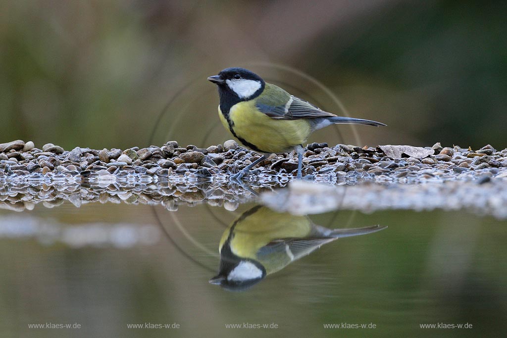 Kohlmeise mit Spiegelung im Wasser