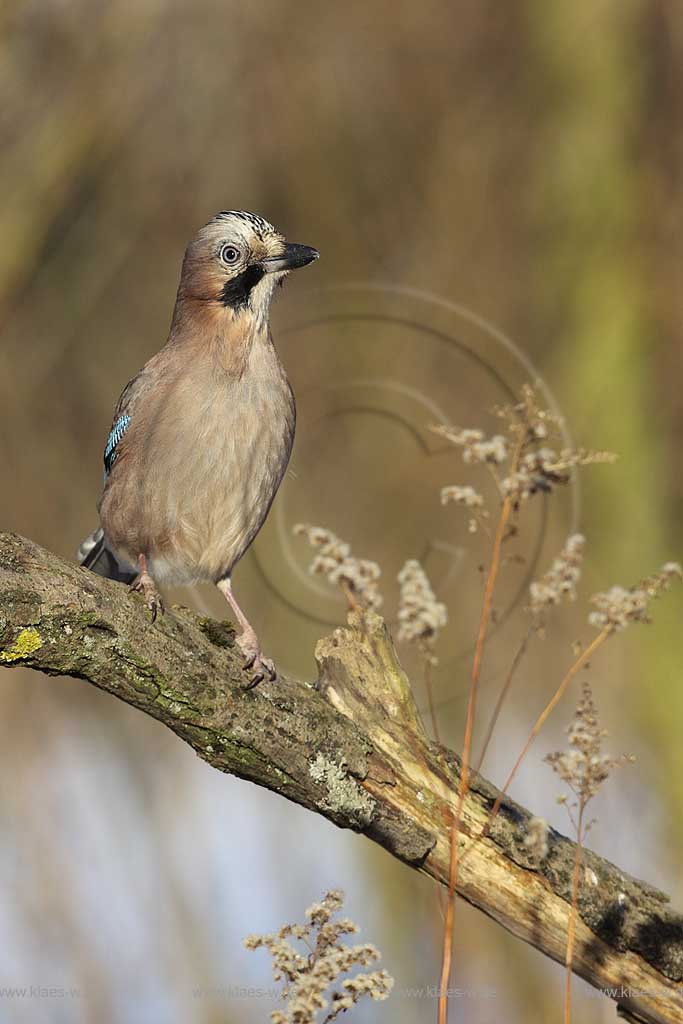 Eichelhaeher (Garrulus glandarius) auf Ast sitzend frontal, von vorne, Deutschland Niedersachsen ; Klaes/Hagen Naturfotografie