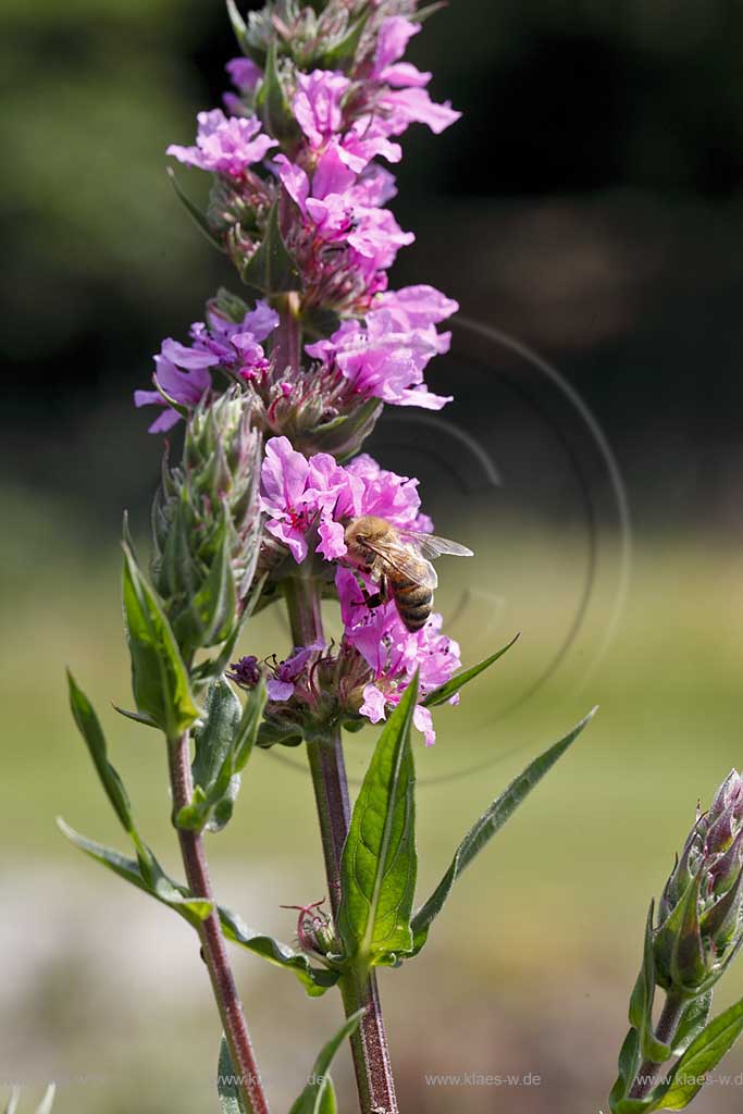 Honigbiene ( apis mellifera ) auf Gewoehnlichem Blutweiderich (Lythrum salicaria) nach Nektar suchend; honeybee on purple loosestrife