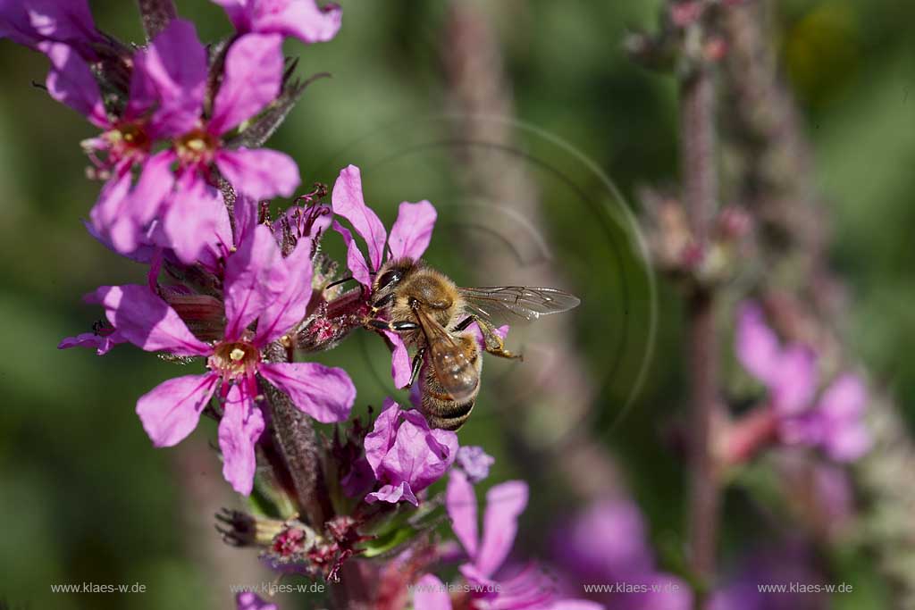 Honigbiene ( apis mellifera ) auf Gewoehnlichem Blutweiderich (Lythrum salicaria) nach Nektar suchend; honeybee on purple loosestrife