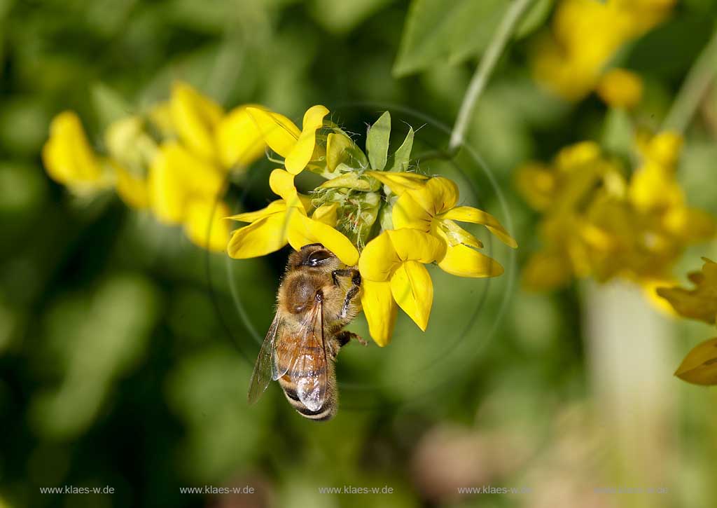 Honigbiene ( apis mellifera ) auf Gewoehnlichem Hornklee ( Lotus corniculatus ), nach Nektar suchen; honeybee on birdsfoot trefoil