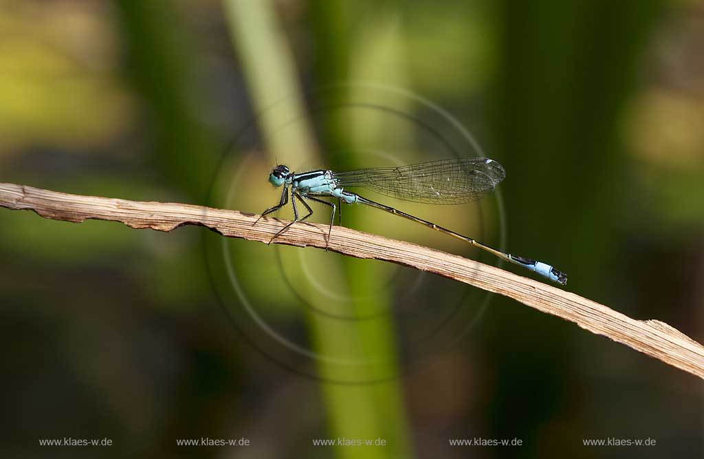 Grosse Pechlibelle ( Ischnura elegans ) auf trockenem Halm sitzend, Fluegel angelegt, seitliche Perspektive, blue dragonfly